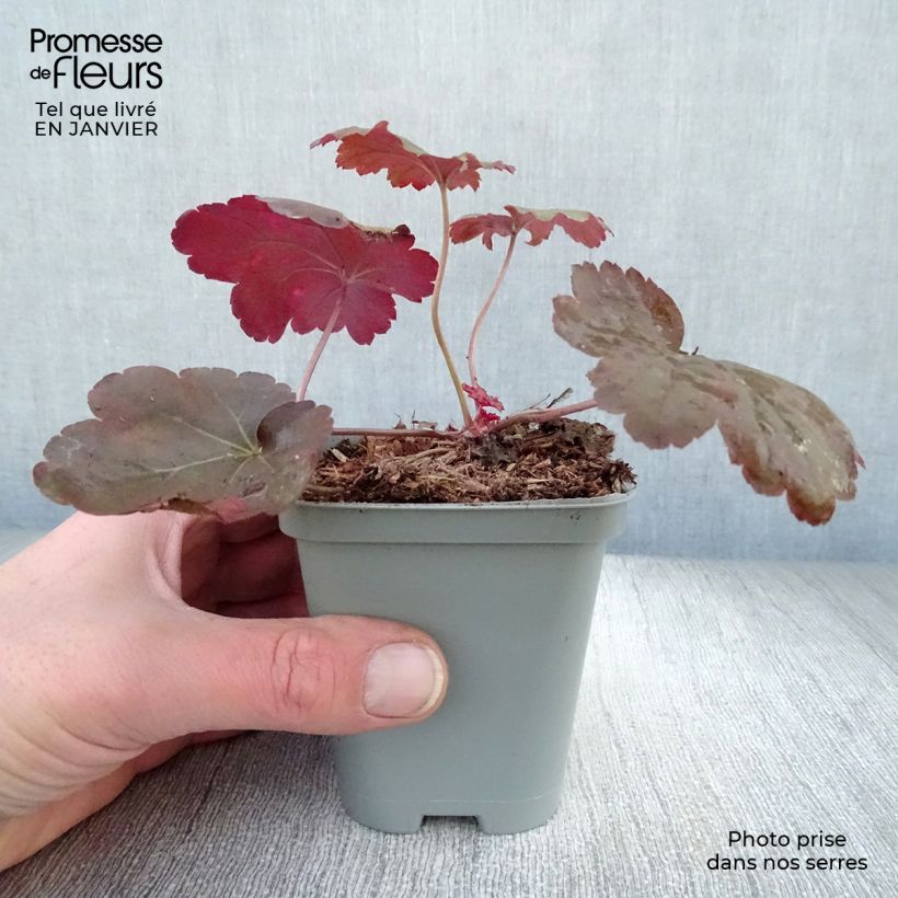 Heuchera Coral Sea 8/9 cm pot sample as delivered in winter