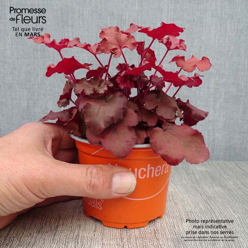Heuchera Coral Sea 8/9 cm pot sample as delivered in spring
