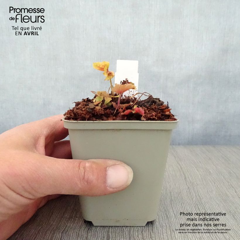 Heuchera Happy Flames 8/9 cm pot sample as delivered in spring