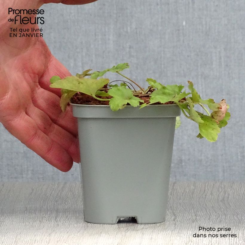 Heuchera hybrida Little Cuties Sweet Tart 8/9 cm pot sample as delivered in winter