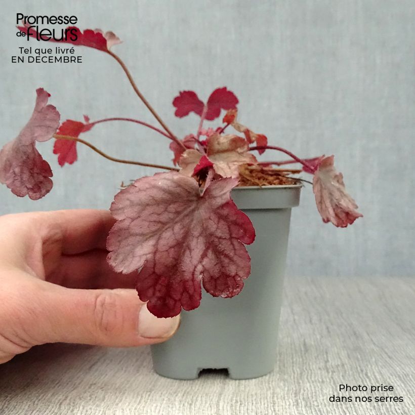 Heuchera Peach Flambé 8/9 cm pot sample as delivered in winter