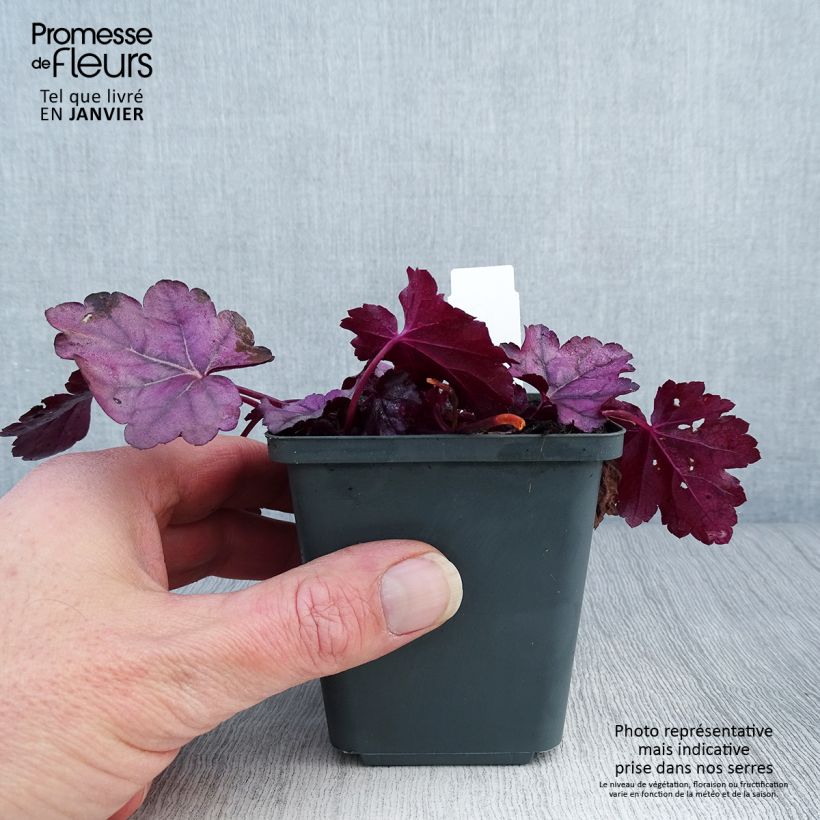 Heuchera Pink Panther 8/9 cm pot sample as delivered in winter