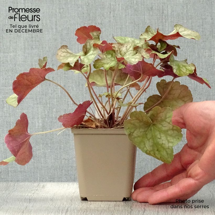Heuchera Pinot Gris 8/9 cm pot sample as delivered in winter