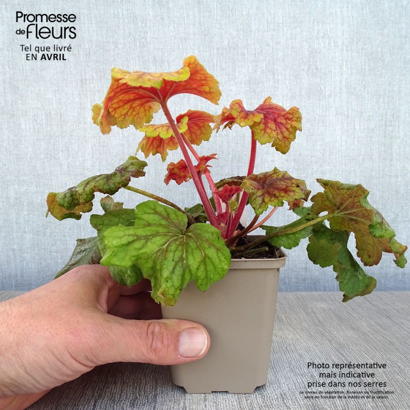 Heuchera Red Lightning 8/9 cm pot sample as delivered in spring
