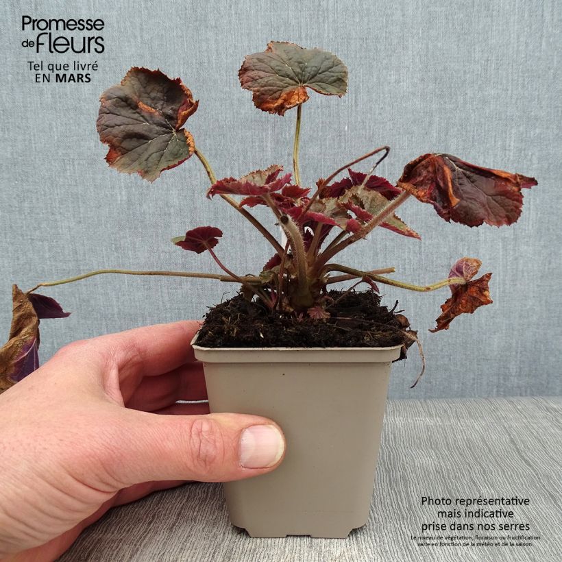 Heuchera XXL 8/9 cm pot sample as delivered in winter