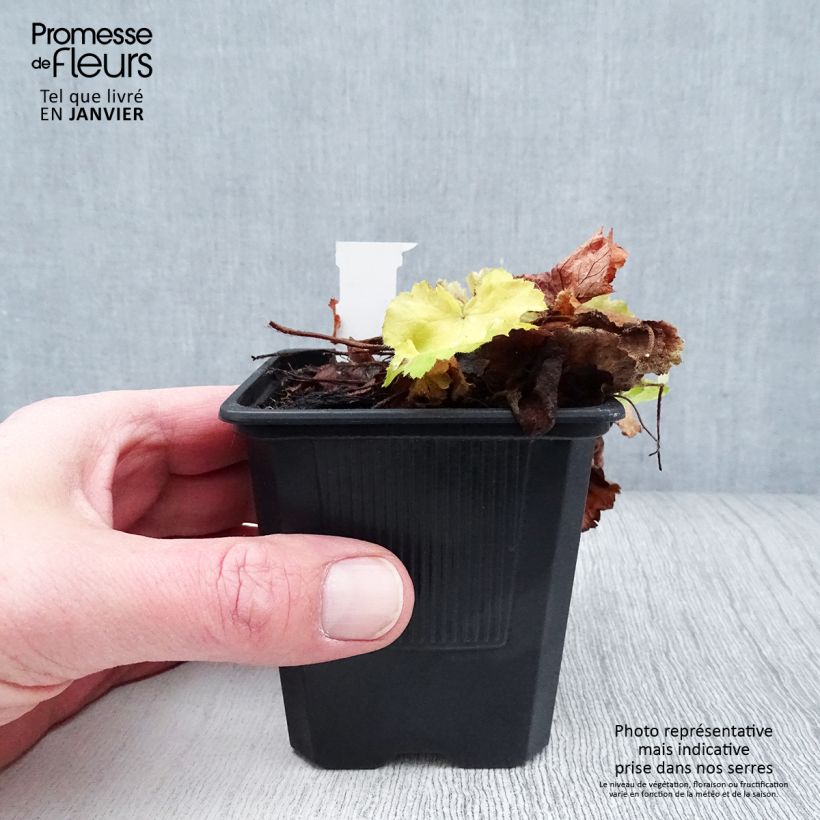 Heuchera hybrida Citronelle 8/9 cm pot sample as delivered in winter
