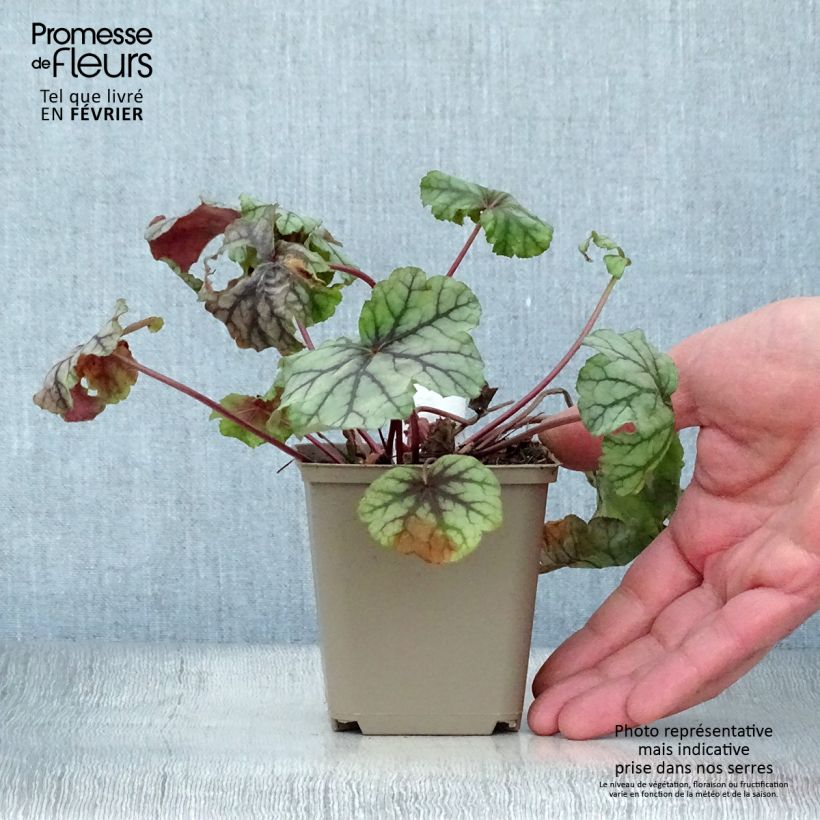Heuchera Mint Frost 8/9 cm pot sample as delivered in winter