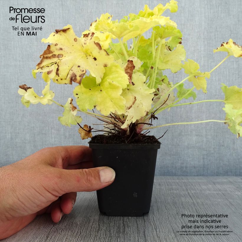 Heuchera (x) hybrida Apple Twist 8/9 cm pot sample as delivered in spring