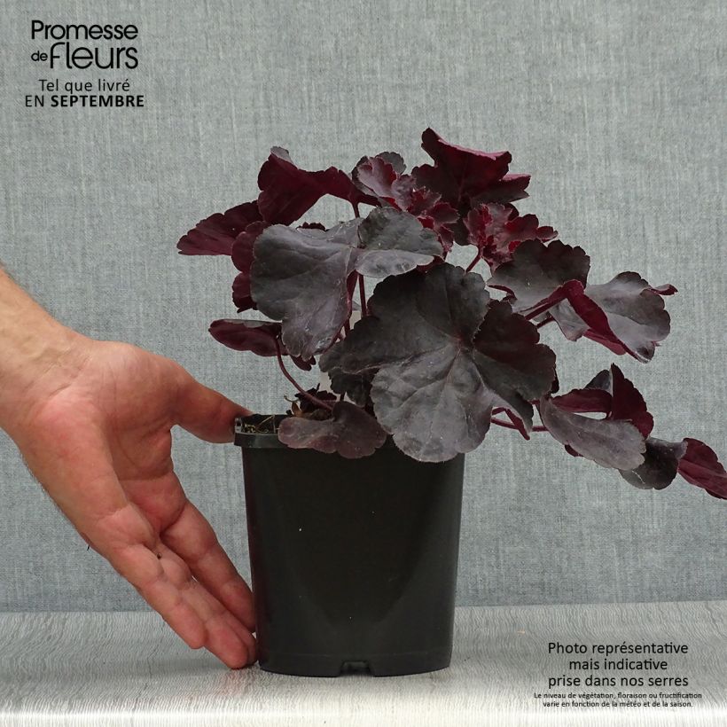 Heuchera Black Forest Cake 1L/1.5L pot sample as delivered in autumn