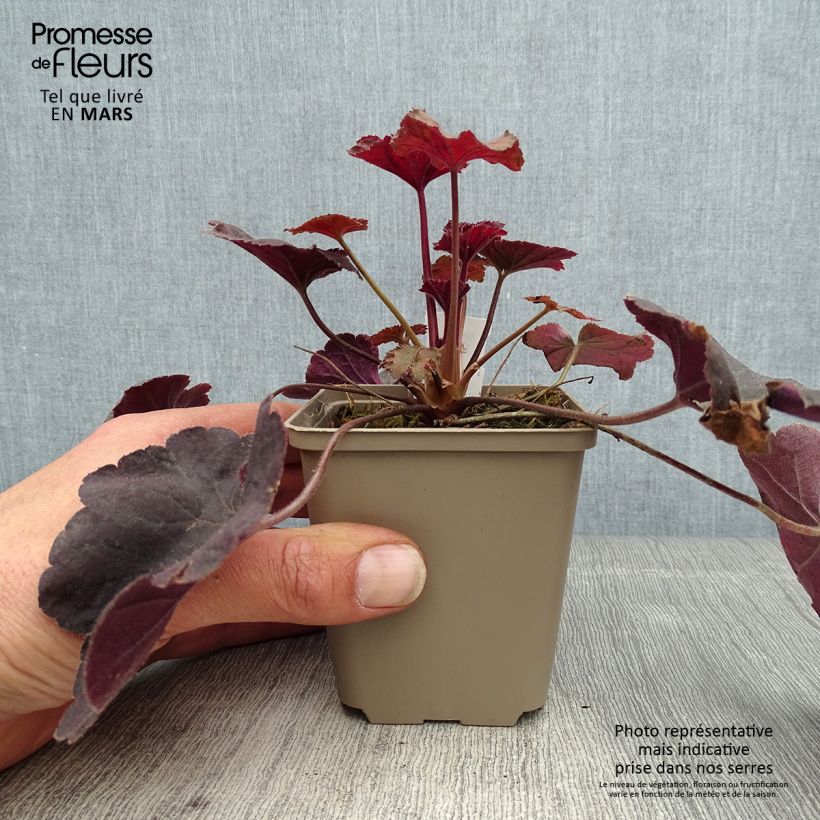 Heuchera Dark Magic 8/9 cm pot sample as delivered in spring