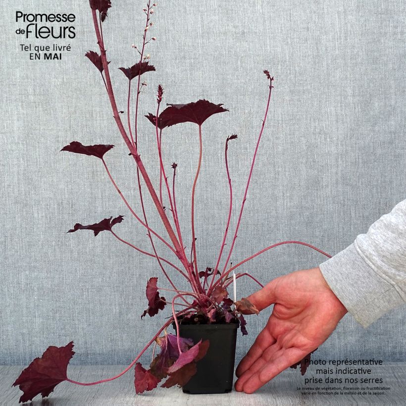 Heuchera hybrida Frosted Violet 8/9 cm pot sample as delivered in spring