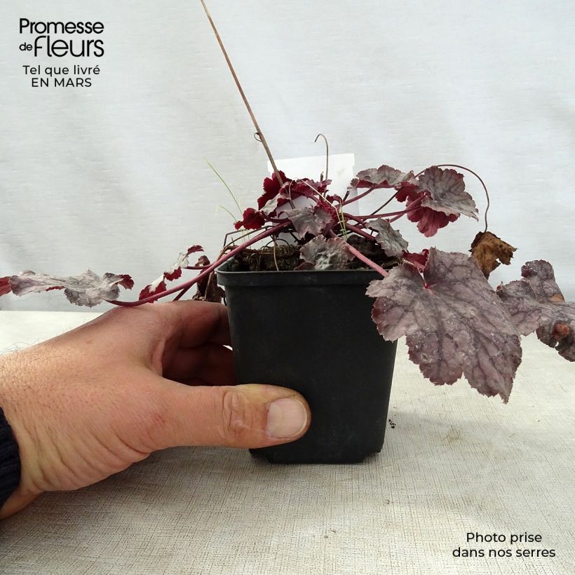 Heuchera Amethyst Myst 8/9 cm pot sample as delivered in spring