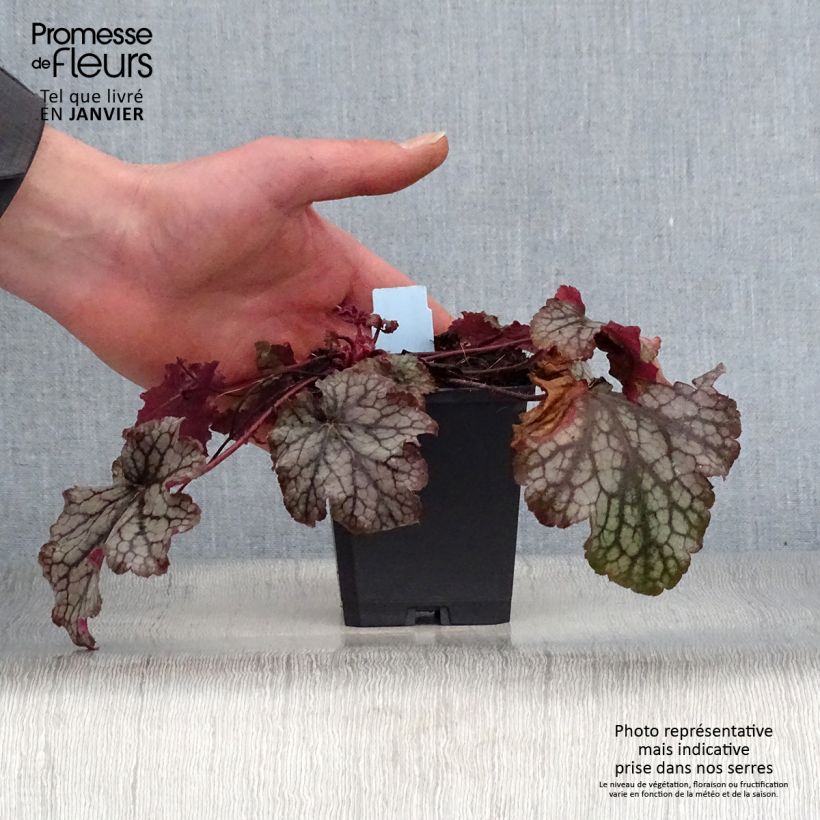 Heuchera Amethyst Myst 8/9 cm pot sample as delivered in winter