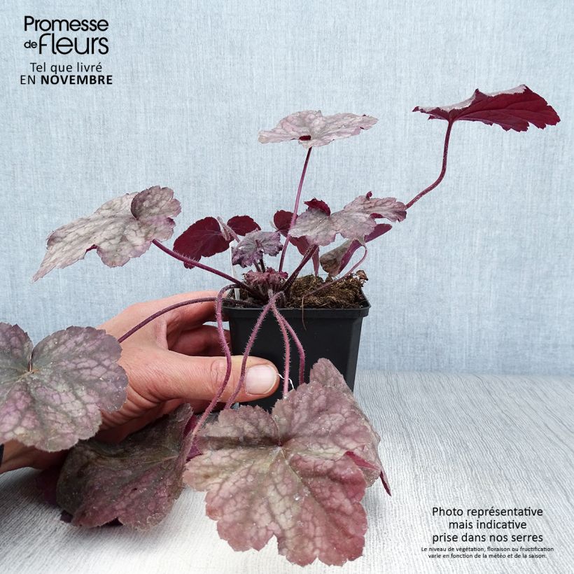 Heuchera Beaujolais 8/9 cm pot sample as delivered in autumn