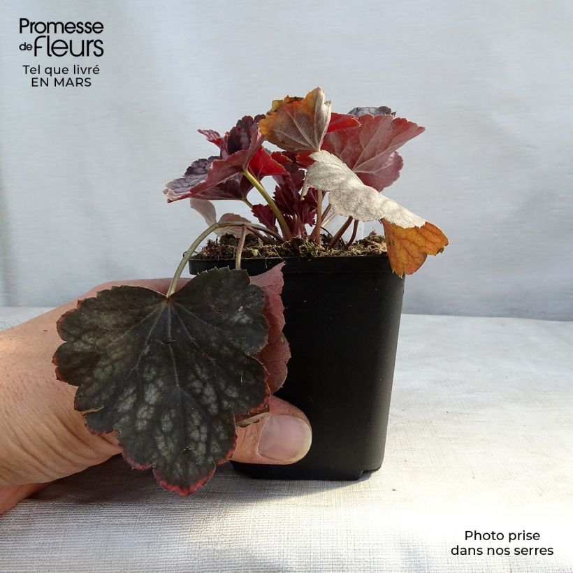 Heuchera  Beauty Colour 8/9 cm pot sample as delivered in spring