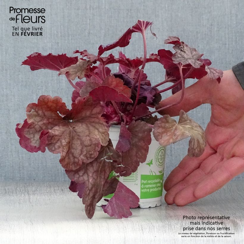 Heuchera Berry Smoothie 8/9 cm pot sample as delivered in winter