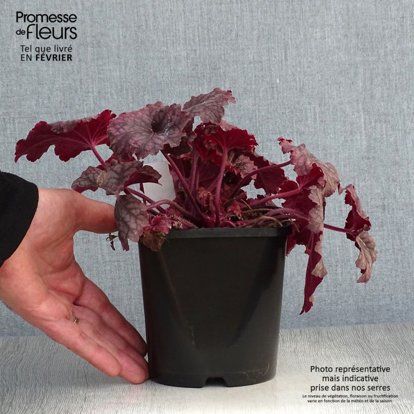 Heuchera Berry Smoothie 1.5L/2L pot sample as delivered in winter