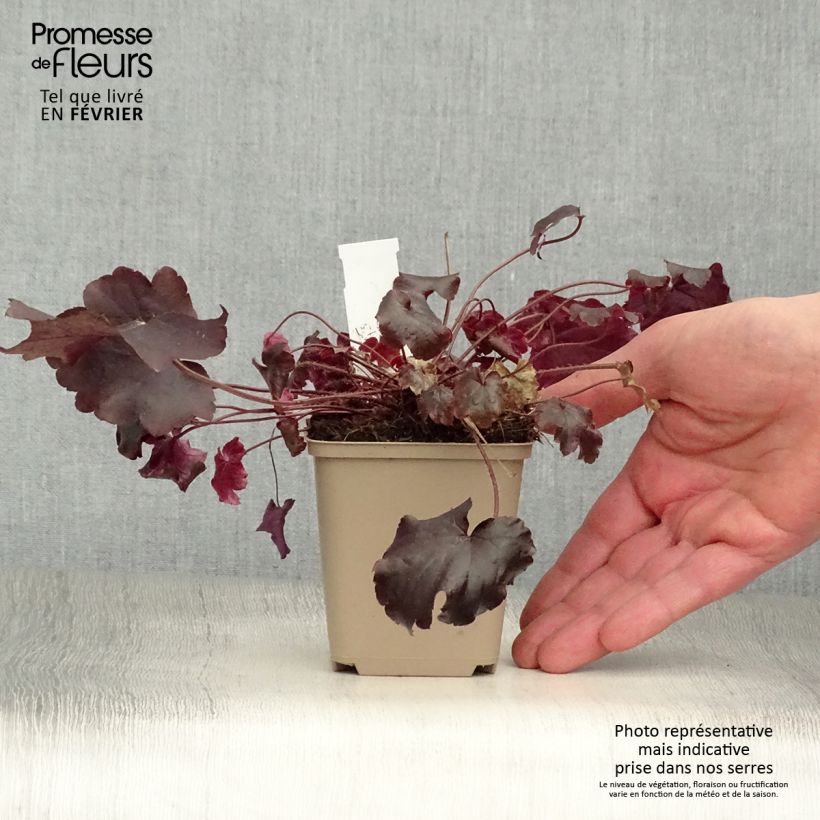 Heuchera Blackout 8/9 cm pot sample as delivered in winter