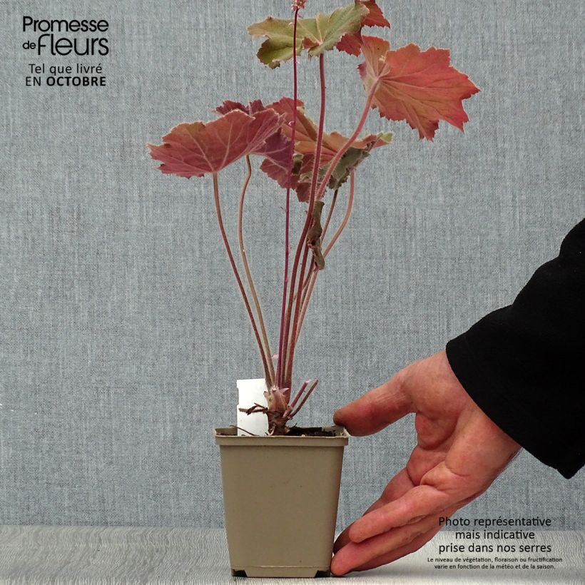 Heuchera villosa Bronze Beauty 8/9 cm pot sample as delivered in autumn