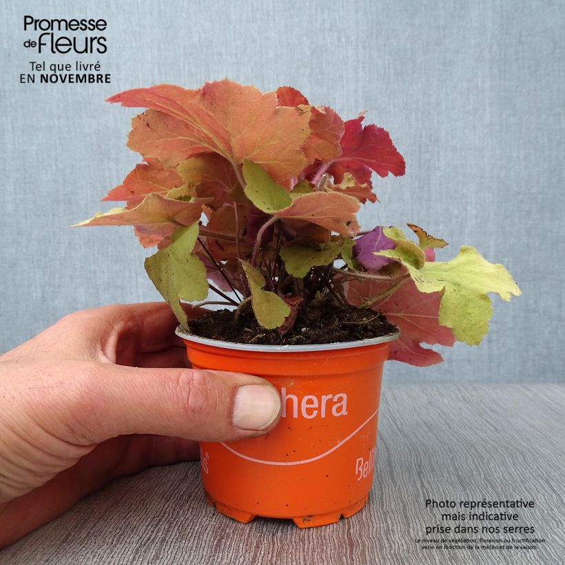 Heuchera villosa Caramel 8/9 cm pot sample as delivered in autumn