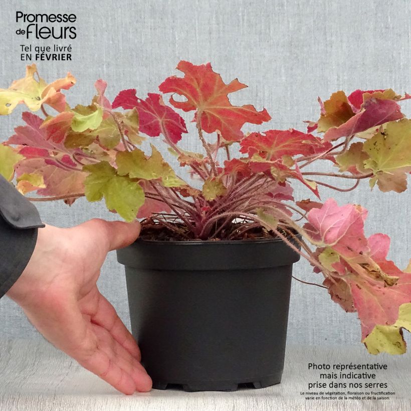 Heuchera villosa Caramel 2L/3L pot sample as delivered in winter