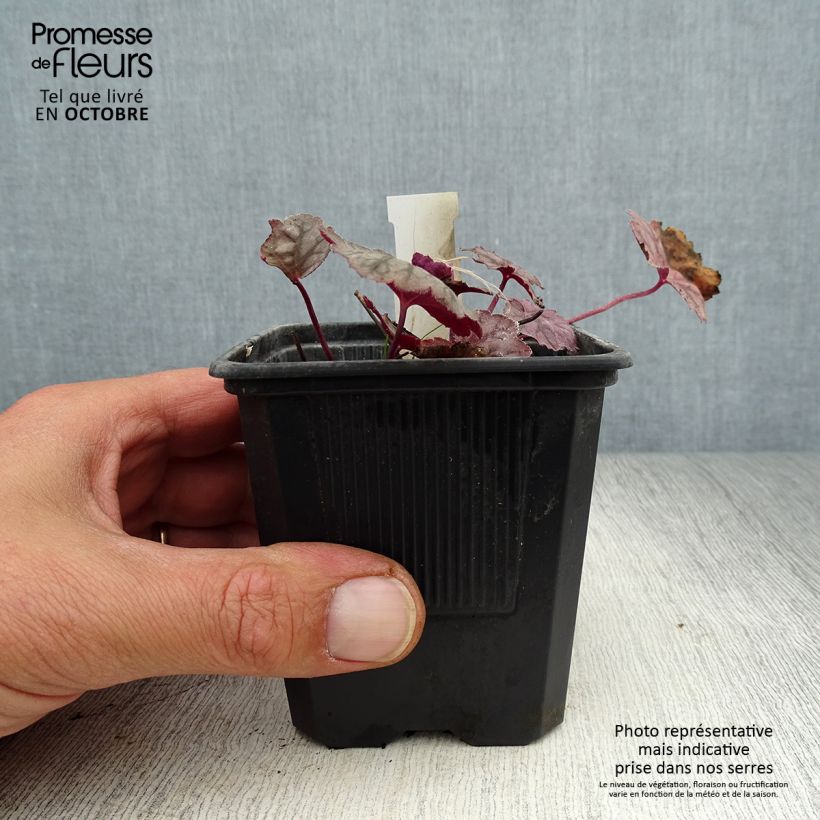 Heuchera Cascade Dawn 8/9 cm pot sample as delivered in autumn
