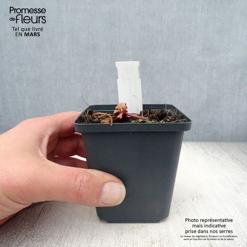 Heuchera Fire Chief 8/9 cm pot sample as delivered in spring