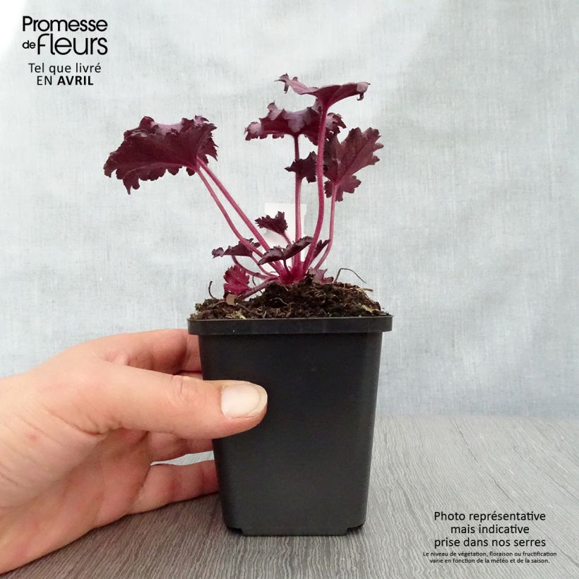 Heuchera Forever Purple 8/9 cm pot sample as delivered in spring