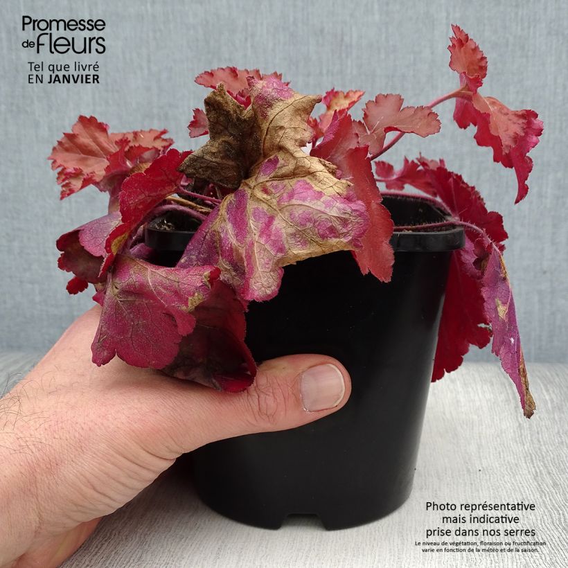Heuchera Forever Red 1.5L/2L pot sample as delivered in winter