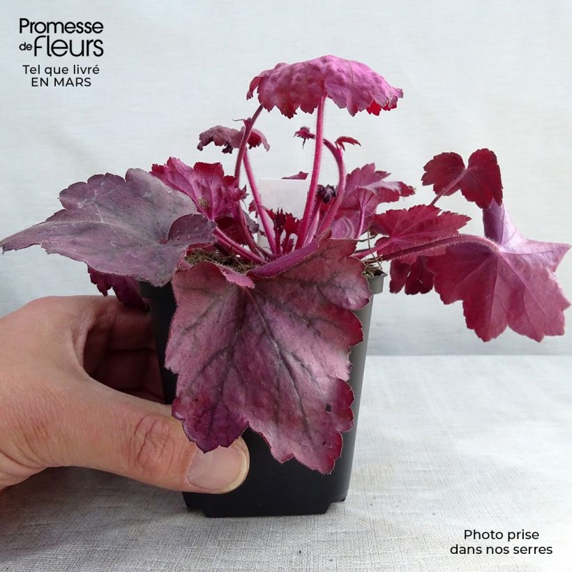Heuchera Georgia Plum 8/9 cm pot sample as delivered in winter