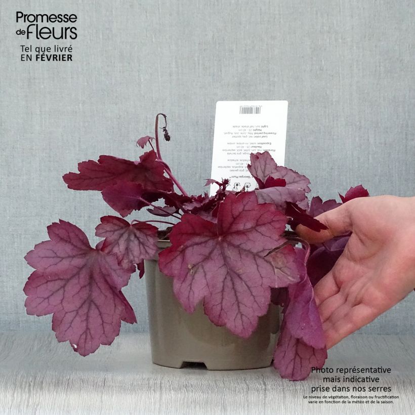 Heuchera Georgia Plum 2L/3L pot sample as delivered in winter