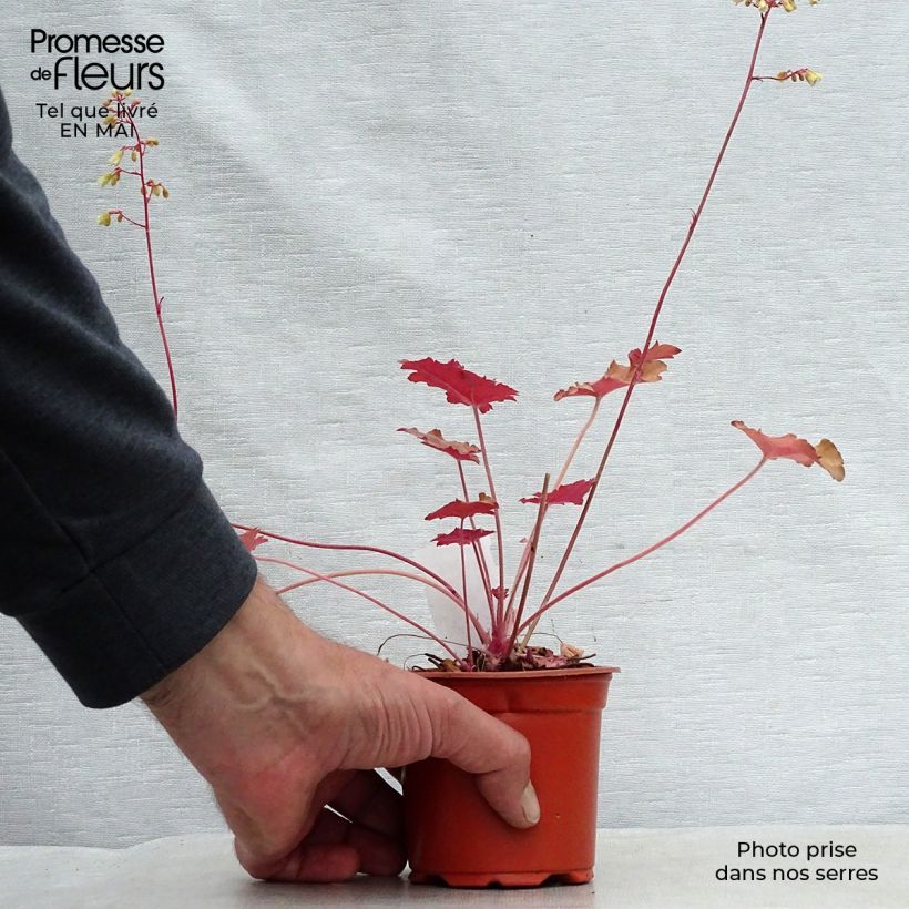 Heuchera Ginger Ale 8/9 cm pot sample as delivered in spring