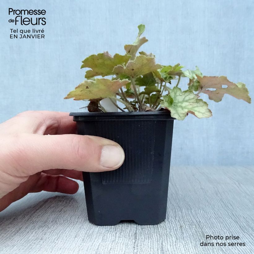 Heuchera Ginger Ale 8/9 cm pot sample as delivered in winter