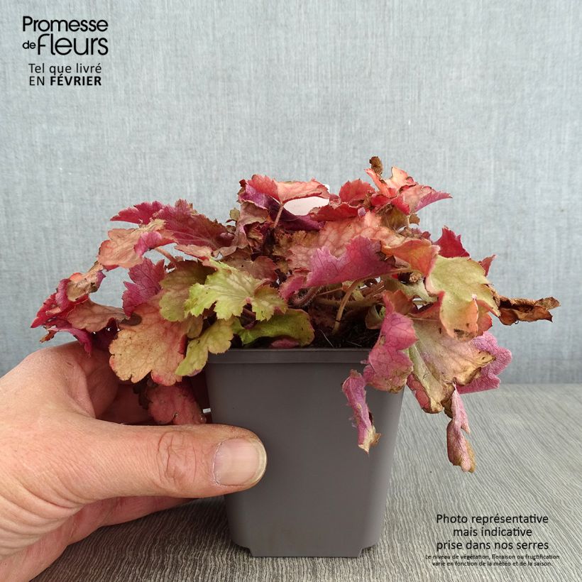 Heuchera Ginger Peach 8/9 cm pot sample as delivered in winter