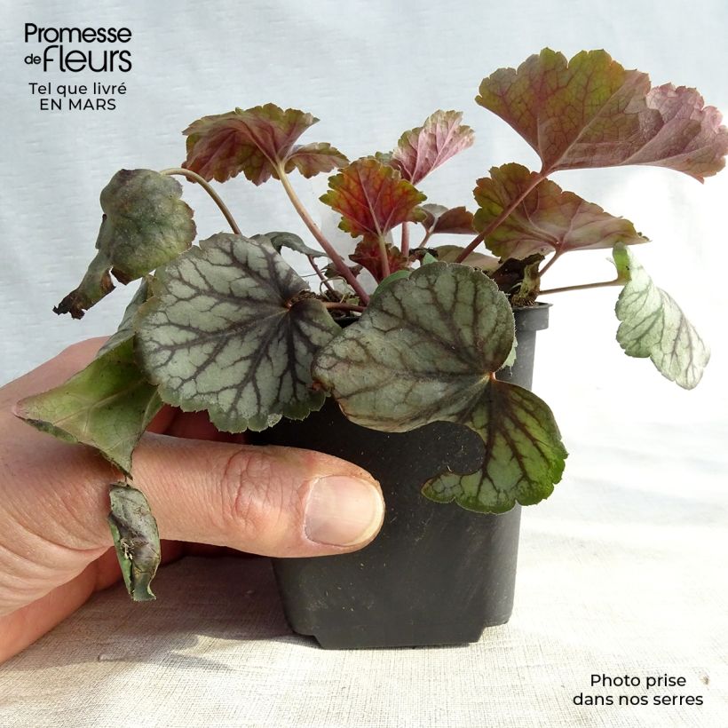 Heuchera Green Spice 8/9 cm pot sample as delivered in winter