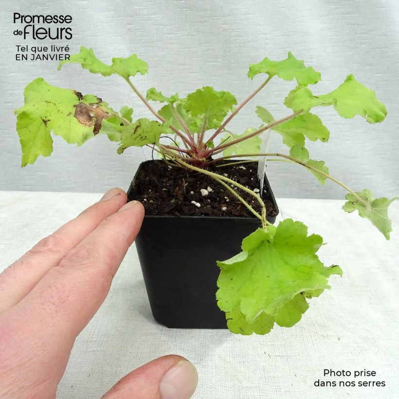 Heuchera Lime Marmalade 8/9 cm pot sample as delivered in winter