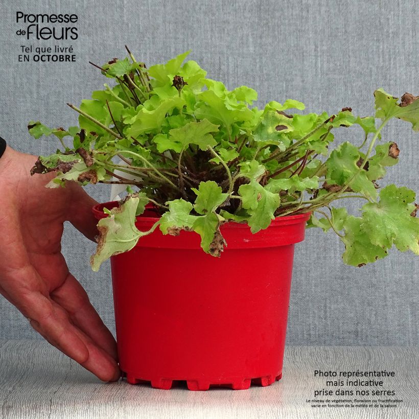 Heuchera Lime Marmalade 2L/3L pot sample as delivered in autumn