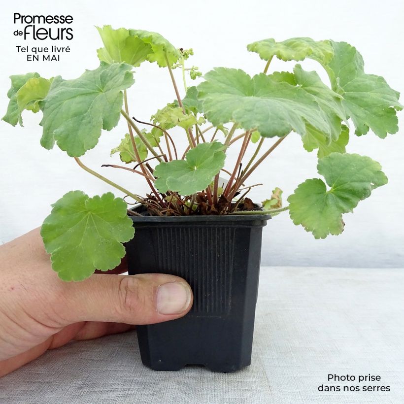 Heuchera hybrida Little Cutie Blondie in Lime 8/9 cm pot sample as delivered in spring
