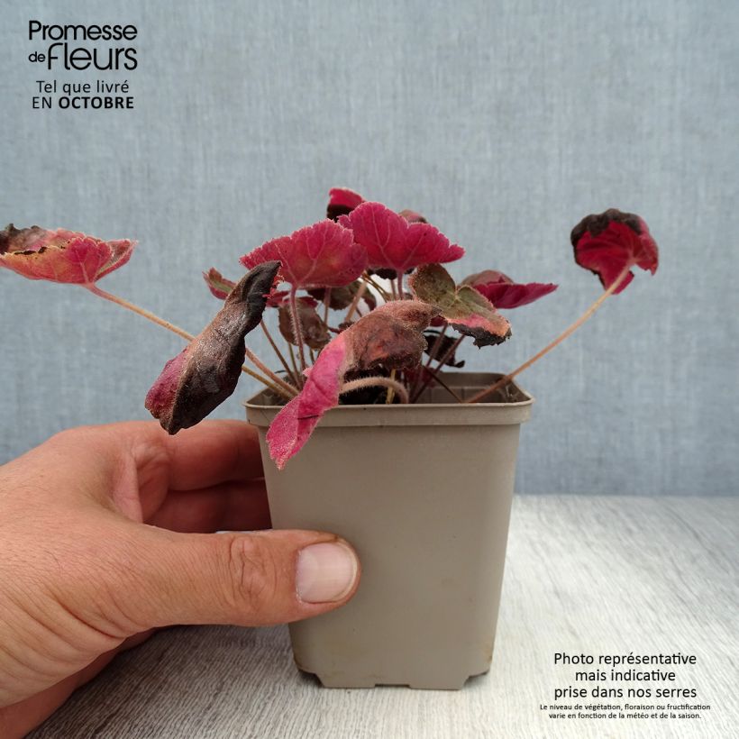 Heuchera villosa Magnum 8/9 cm pot sample as delivered in autumn