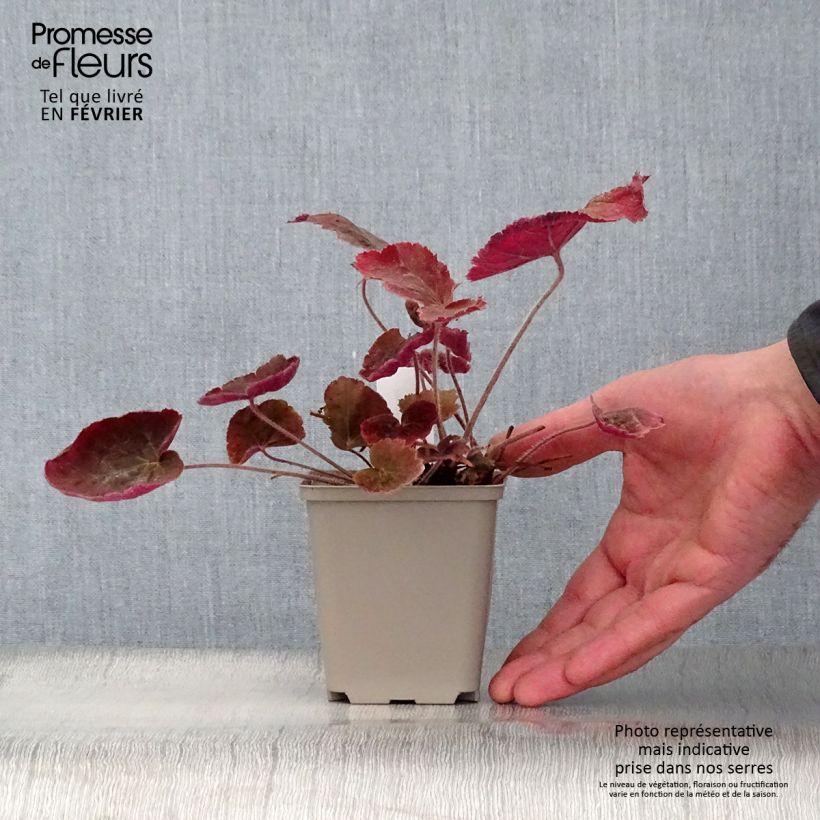 Heuchera villosa Magnum 8/9 cm pot sample as delivered in winter