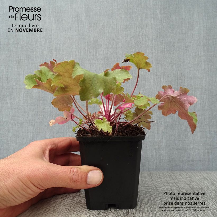 Heuchera micrantha Marmalade 8/9 cm pot sample as delivered in autumn