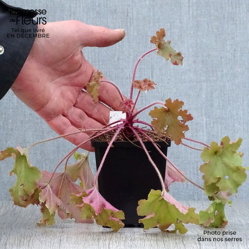 Heuchera micrantha Marmalade 8/9 cm pot sample as delivered in winter