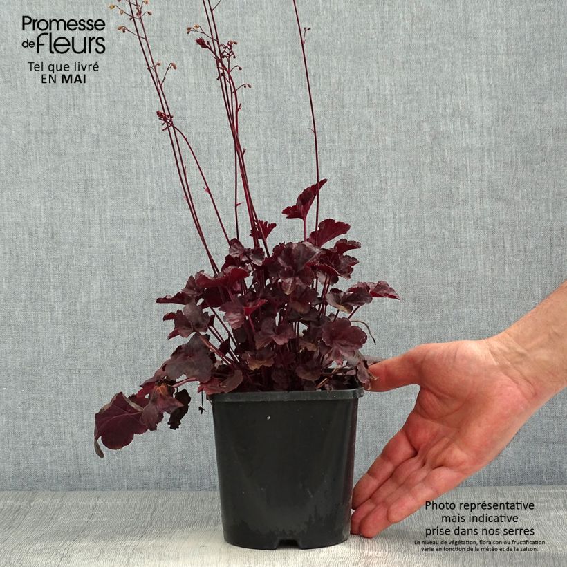 Heuchera Obsidian 1.5L/2L pot sample as delivered in spring