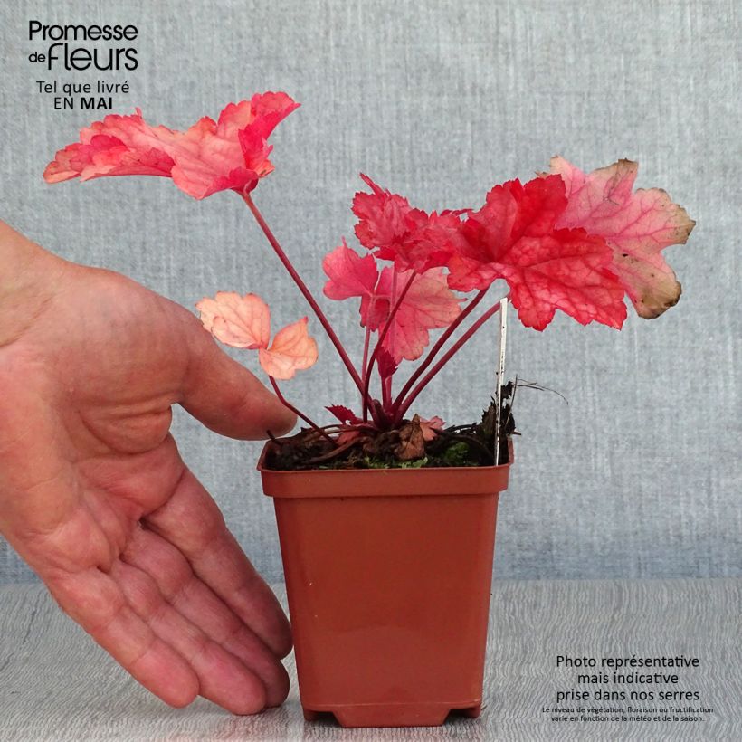 Heuchera Paprika 8/9 cm pot sample as delivered in spring