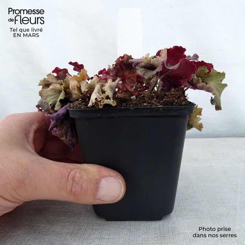 Heuchera Peach Crisp 8/9 cm pot sample as delivered in spring