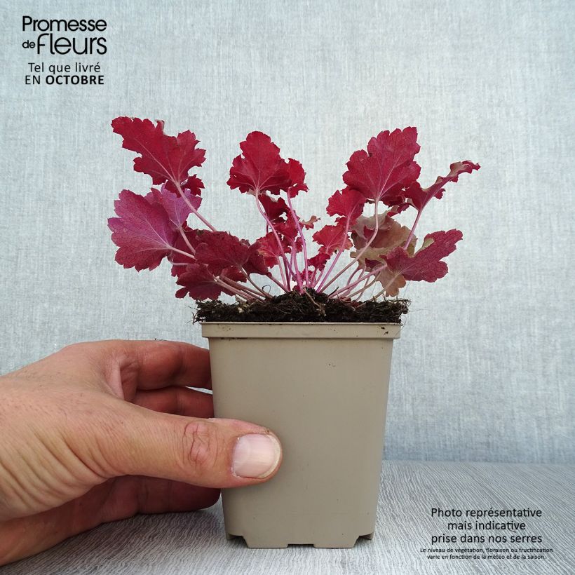 Heuchera Peach Crisp 8/9 cm pot sample as delivered in autumn