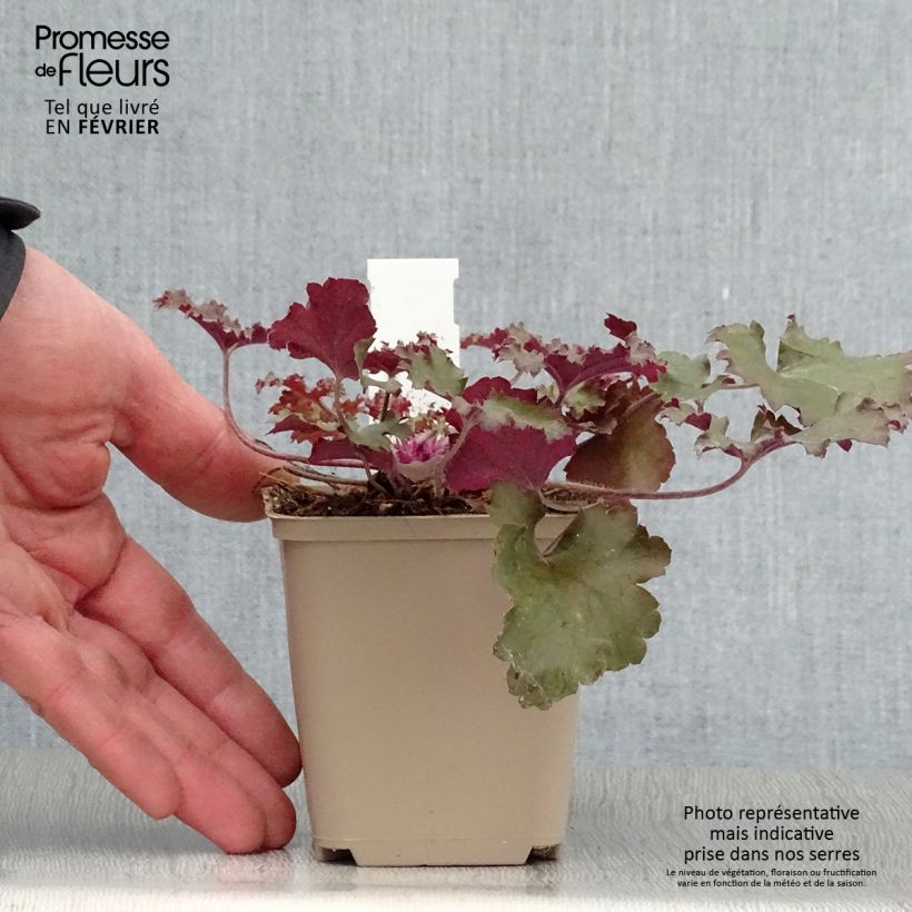 Heuchera Peach Crisp 8/9 cm pot sample as delivered in winter