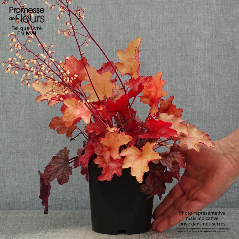 Heuchera Peach Flambé 1.5L/2L pot sample as delivered in spring