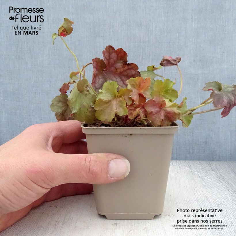 Heuchera Pinot Gris 8/9 cm pot sample as delivered in spring