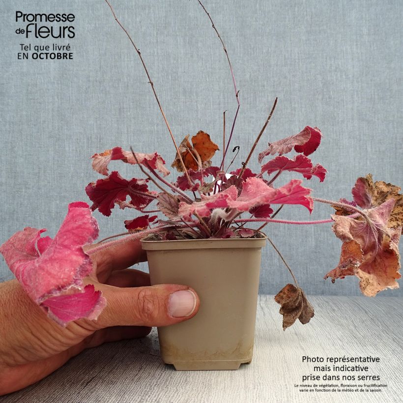 Heuchera villosa Pinot Noir 8/9 cm pot sample as delivered in autumn